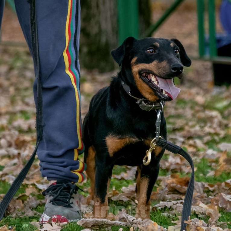Собаки в Москве: Кекс Мальчик, Бесплатно - фото 12