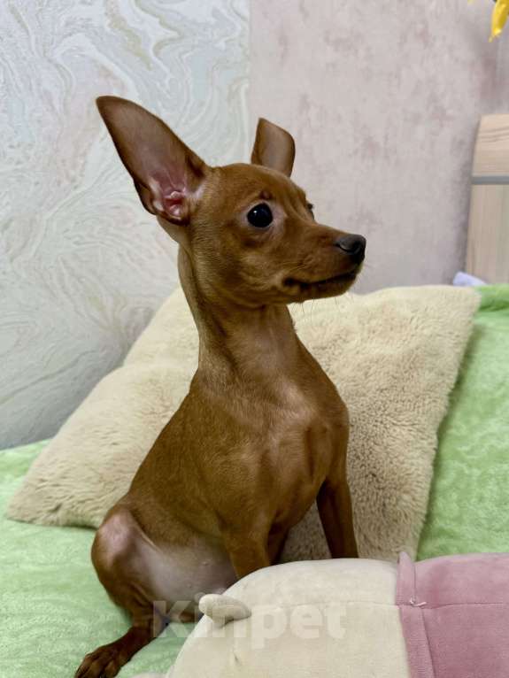 Собаки в Москве: Щенок пражский крысарик Мальчик, Бесплатно - фото 2