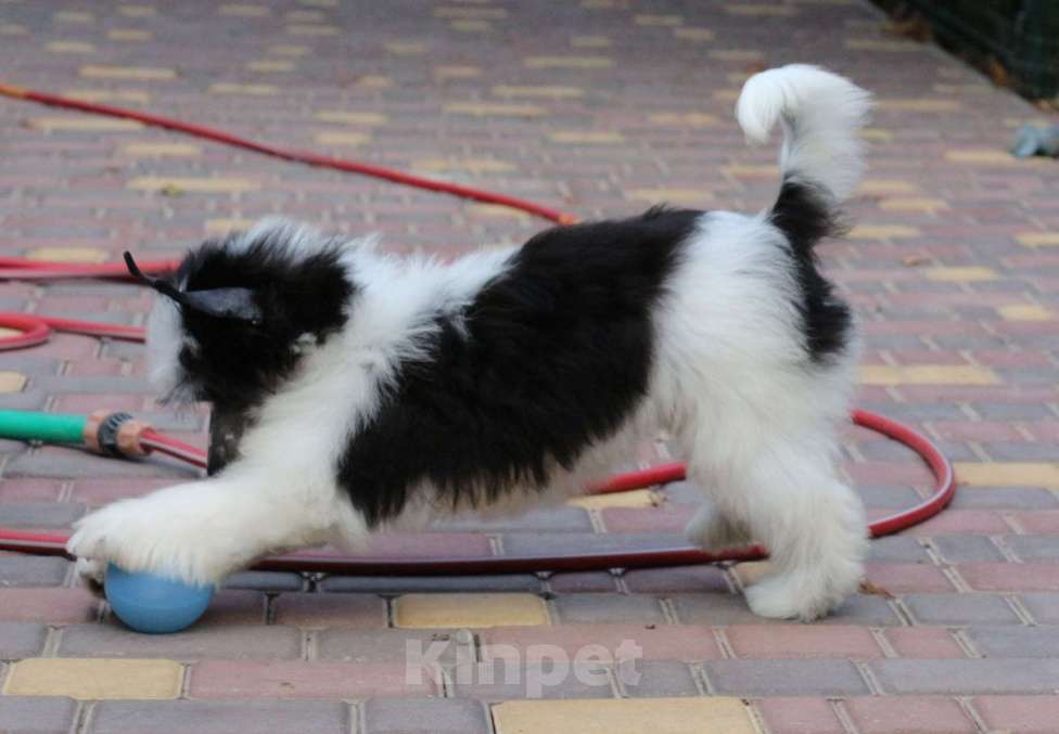 Собаки в Феодосии: Пуховый мальчик китайской хохлатой собачки Мальчик, Бесплатно - фото 5