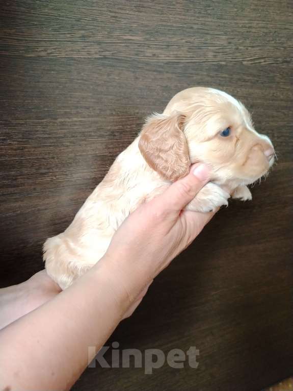 Собаки в Димитровграде: Беляш Мальчик, 25 000 руб. - фото 2