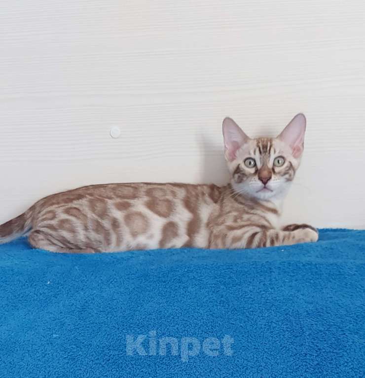 Кошки в Москве: Бенгальский мальчик Мальчик, 40 000 руб. - фото 6