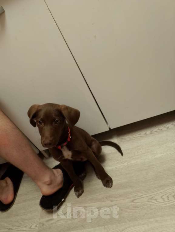 Собаки в Нижнем Новгороде: Щенок курцхаара в добрые руки  Мальчик, Бесплатно - фото 2