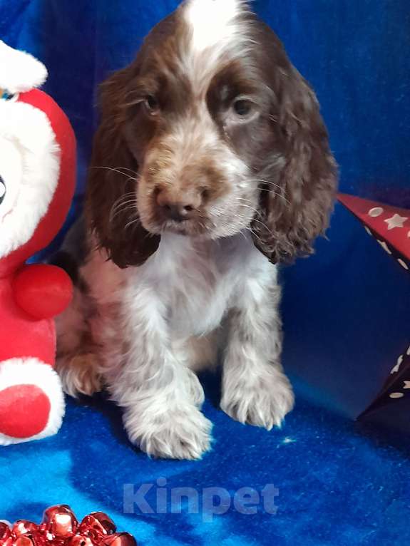 Собаки в Рыбинске: Щенок Английского кокера спаниеля Мальчик, 60 000 руб. - фото 3