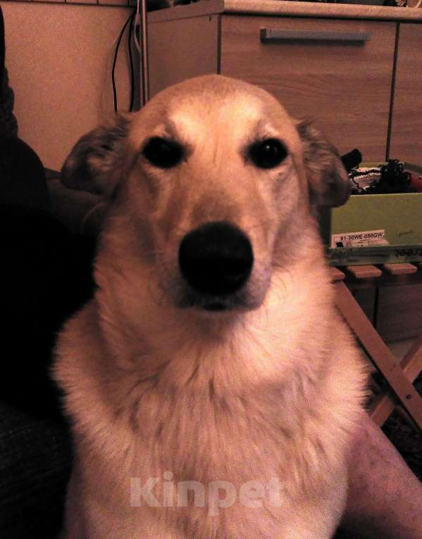 Собаки в Москве: Отдаем собаку в добрые руки Мальчик, Бесплатно - фото 8