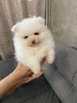 Продажа щенков немецкого шпица