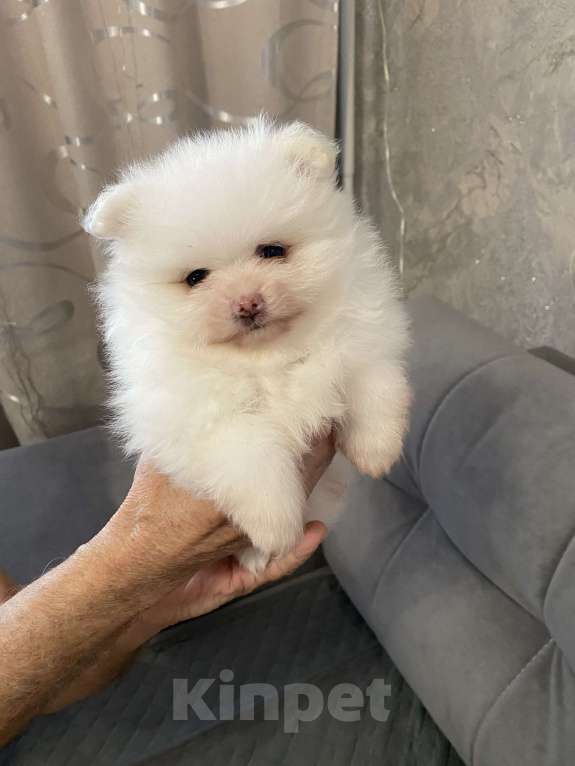 Собаки в Кемерово: Продажа щенков немецкого шпица Девочка, 50 000 руб. - фото 1