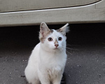 Кошки в Москве: Котенок ищет дом Мальчик, Бесплатно - фото 1