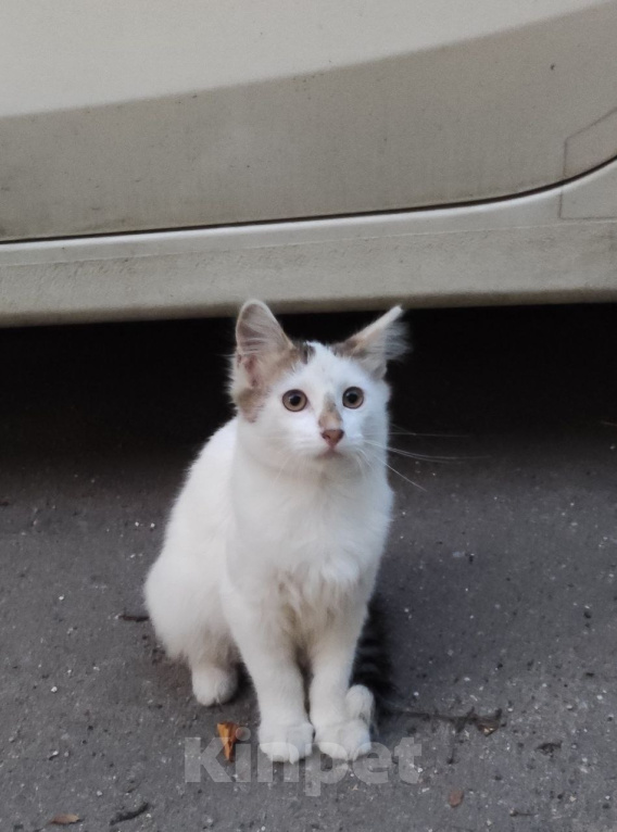 Кошки в Москве: Котенок ищет дом Мальчик, Бесплатно - фото 1