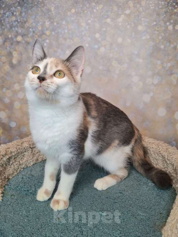 Кошки в Москве: Голубо-кремовая трехцветная кошка в добрые руки Девочка, Бесплатно - фото 6