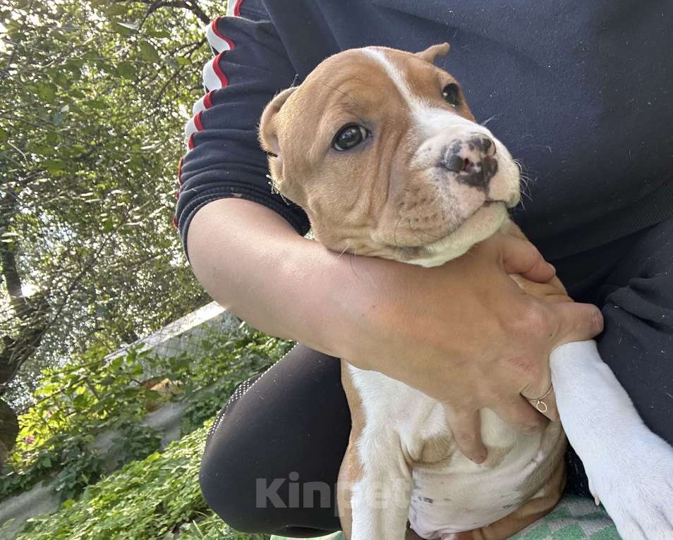 Собаки в других городах Московской области: Девочка амстаффа РКФ Девочка, 50 000 руб. - фото 5