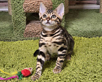 Кошки в Москве: Fluffy Benjoy Девочка, 85 000 руб. - фото 7