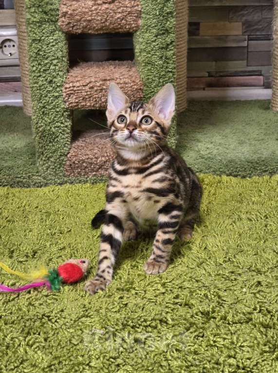 Кошки в Москве: Fluffy Benjoy Девочка, 85 000 руб. - фото 7