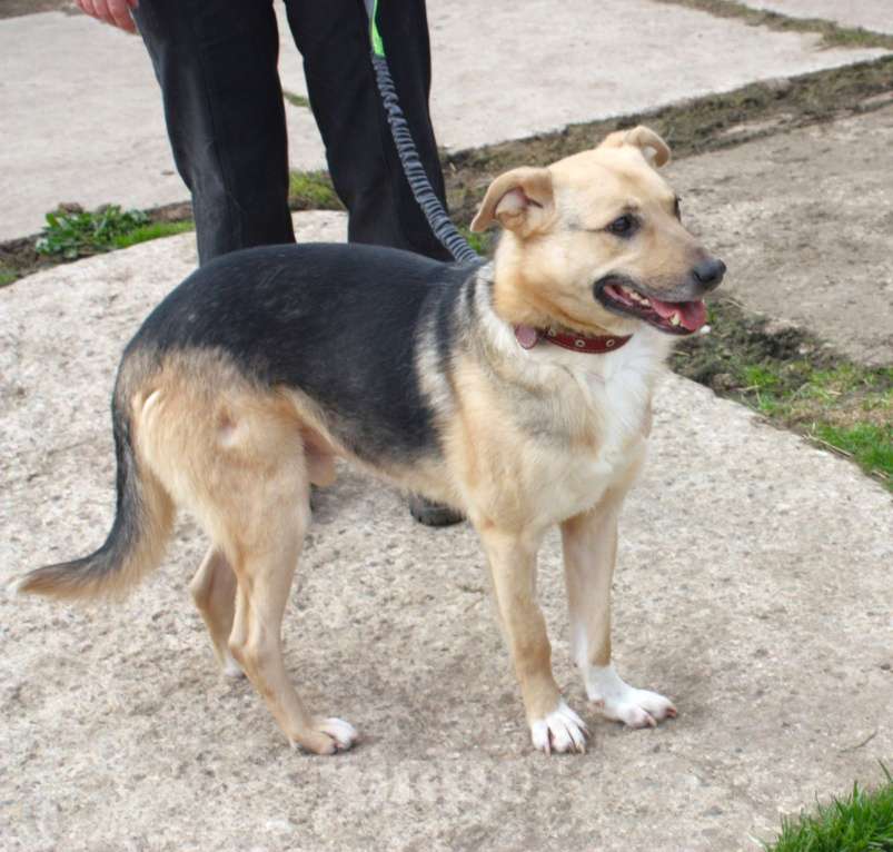 Собаки в Москве: Милый мальчишка Джонни очень хочет домой Мальчик, Бесплатно - фото 3