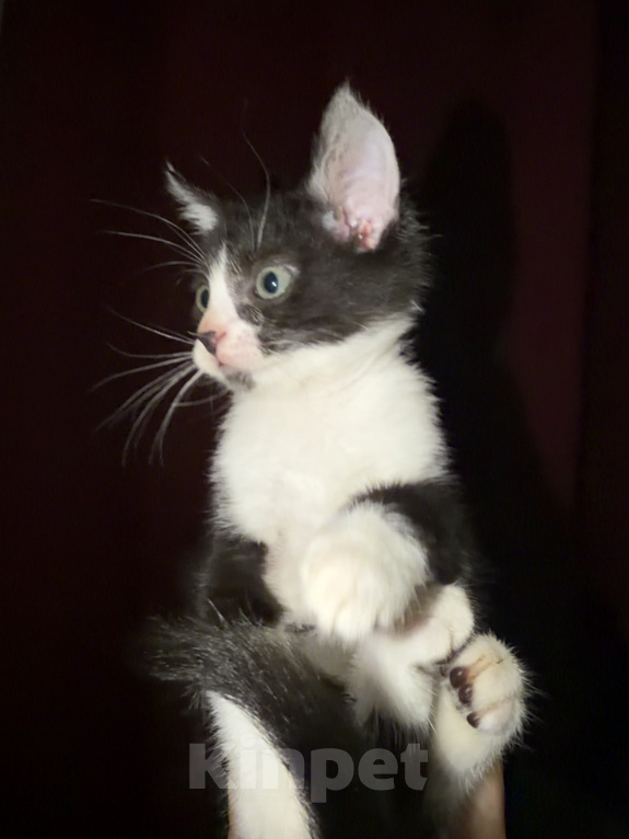 Кошки в Домодедово: котенок браш донской сфинкс Девочка, Бесплатно - фото 1