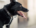 Собаки в Зеленограде: Север в добрые руки Мальчик, Бесплатно - фото 8