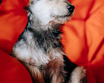Собаки в Москве: Очаровательный домашний щеночек-мышонок Сара ищет дом Девочка, Бесплатно - фото 4
