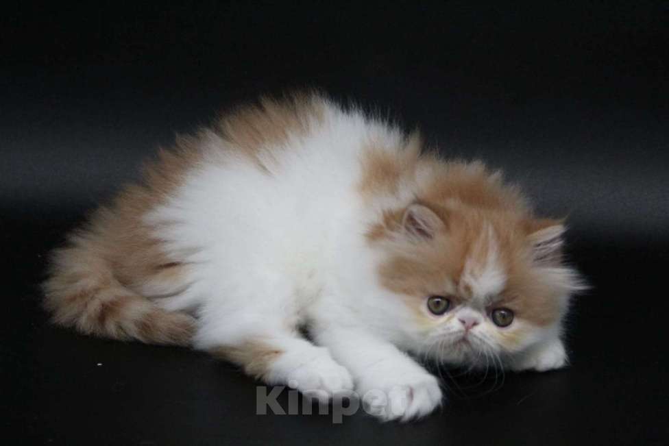 Кошки в Новокузнецке: Экзотические и персидские котята Девочка, Бесплатно - фото 3