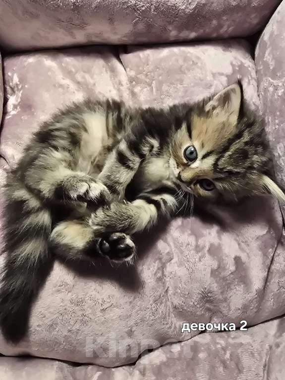 Кошки в Санкт-Петербурге: Британские длинношерстные котята Девочка, 15 000 руб. - фото 3