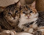 Кошки в Москве: Котенок Вася и Соня ищут дом Разнополые, Бесплатно - фото 1
