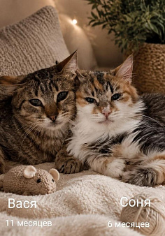 Котенок Вася и Соня ищут дом