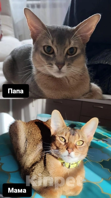 Кошки в Щелково: Абиссинские котята голубого окраса Мальчик, 22 900 руб. - фото 4