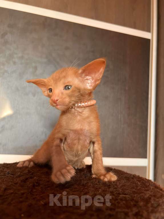 Кошки в Москве: Ориентальных экстремальные котята в Москве Мальчик, Бесплатно - фото 5