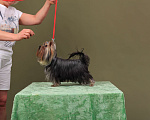 Собаки в Самаре: Рокки Мальчик, 777 руб. - фото 3