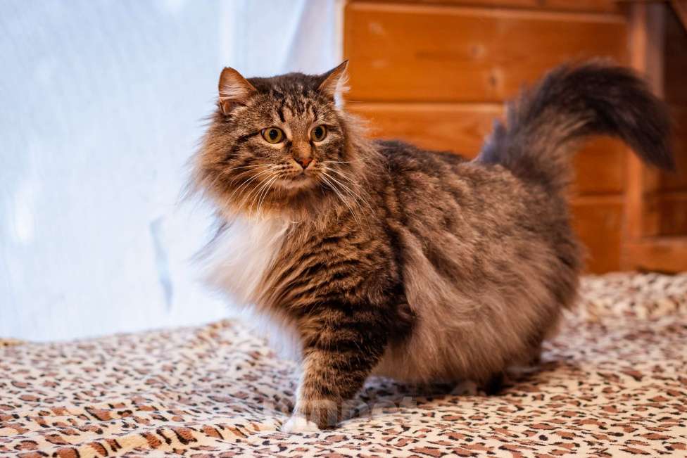 Кошки в Москве: Кот в добрые руки! Мальчик, Бесплатно - фото 1