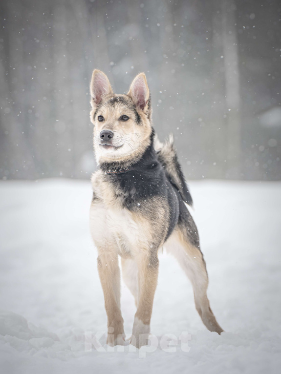 Собаки в Клине: Мира — звонкое счастье Девочка, Бесплатно - фото 5