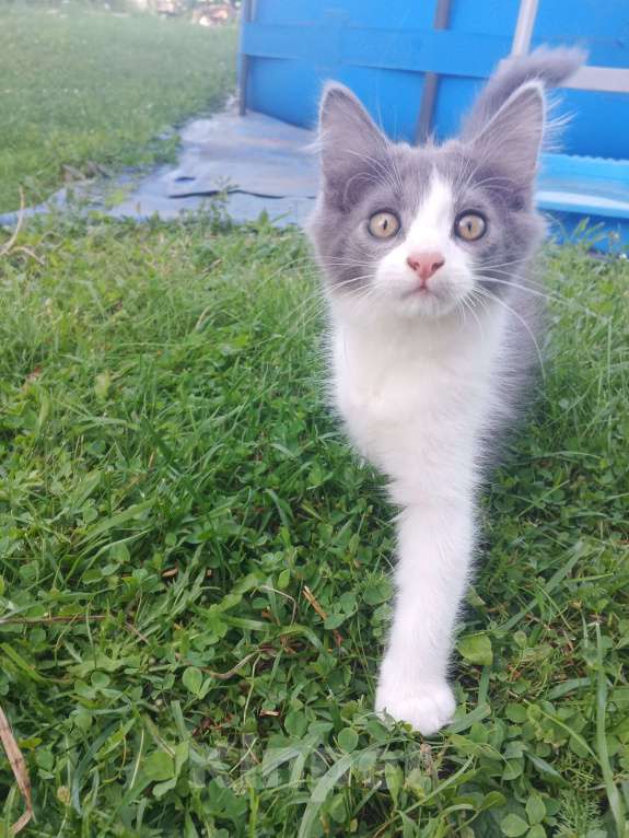 Кошки в Туле: Сладкий мальчик в добрые ручки Мальчик, Бесплатно - фото 5