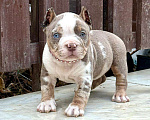 Собаки в других городах Московской области: Американский Булли щенок  Девочка, 150 000 руб. - фото 1
