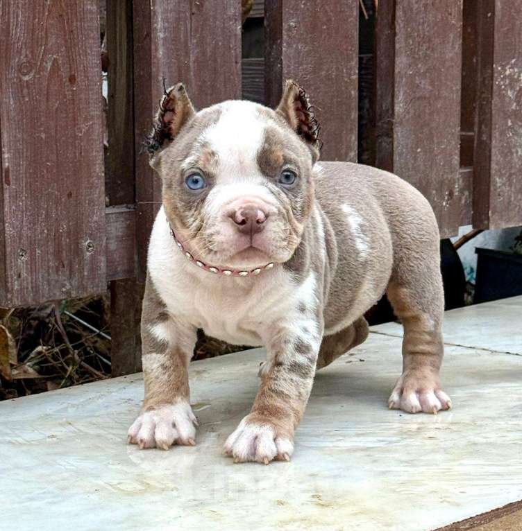 Собаки в других городах Московской области: Американский Булли щенок  Девочка, 150 000 руб. - фото 1