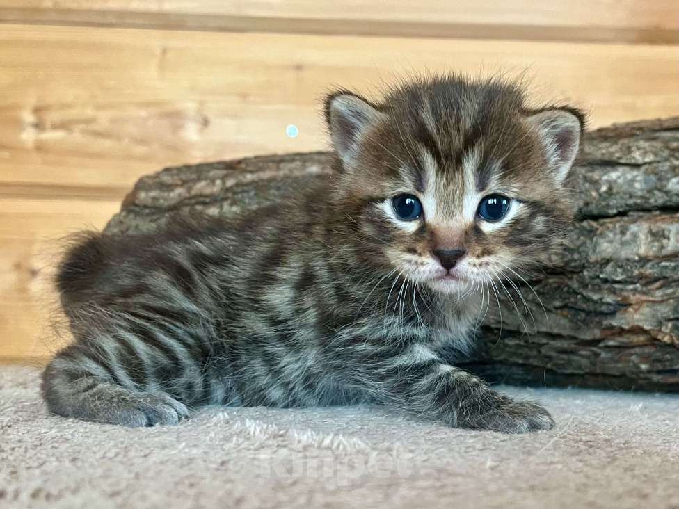 Кошки в других городах Московской области: Samurai Мальчик, 50 000 руб. - фото 3