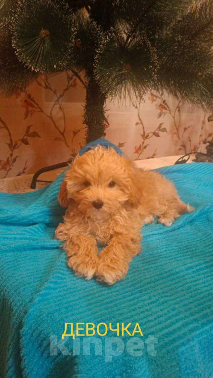 Собаки в Санкт-Петербурге: Мальтипу девочка  baby face Девочка, 85 000 руб. - фото 2