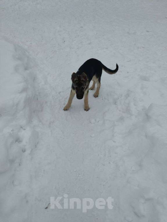 Собаки в Мытищах: Восточноевропейская овчарка, щенок Девочка, 10 000 руб. - фото 2