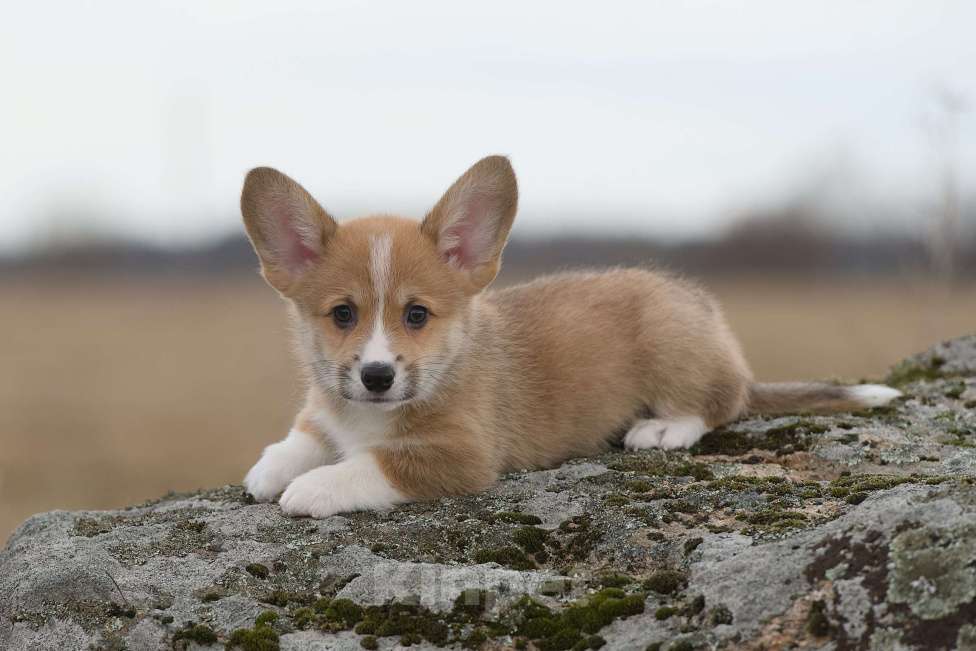 Собаки в Санкт-Петербурге: Щенок вельш корги пемброк Мальчик, 50 000 руб. - фото 5