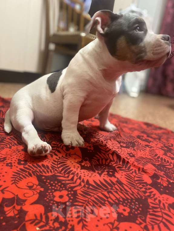 Собаки в Санкт-Петербурге: Щенок  Мальчик, 100 000 руб. - фото 3