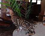 Кошки в Ростове-на-Дону: Бенгальская девочка  Девочка, 60 000 руб. - фото 3