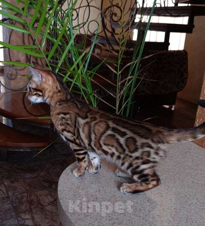 Кошки в Ростове-на-Дону: Бенгальская девочка  Девочка, 60 000 руб. - фото 3