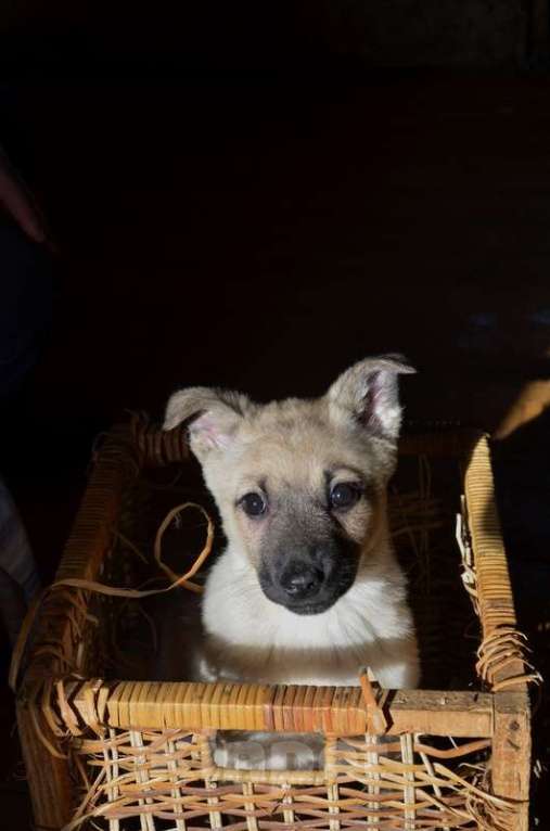 Собаки в Москве: Щенки от маленькой собачки: шоколадный и другие окрасы в дар Мальчик, 1 руб. - фото 8
