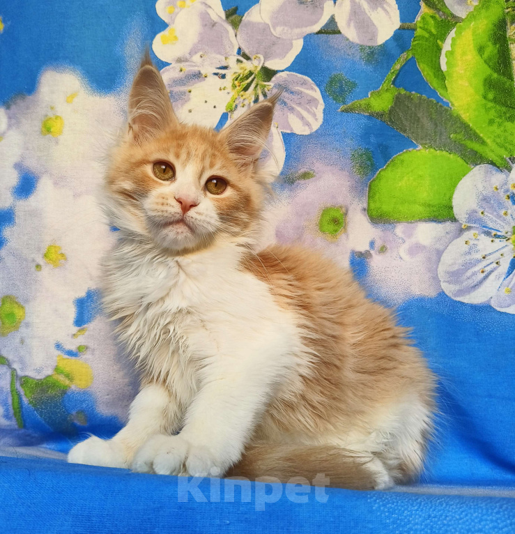 Кошки в Москве: Котёнок Мейн Кун Девочка Девочка, 60 000 руб. - фото 5