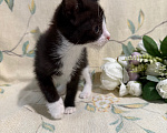 Кошки в Сосновом Бору: Котенок Кроха Девочка, Бесплатно - фото 7