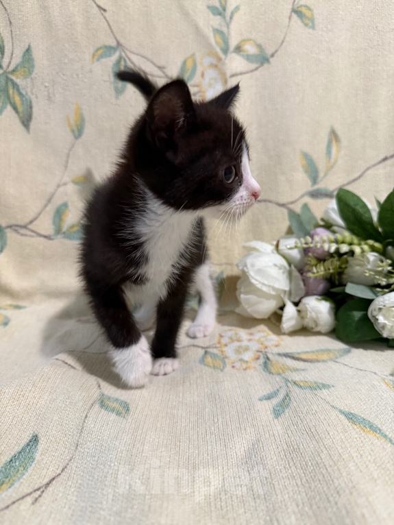 Кошки в Сосновом Бору: Котенок Кроха Девочка, Бесплатно - фото 7