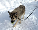 Собаки в Москве: Собака бесплатно в Москве Мальчик, Бесплатно - фото 7