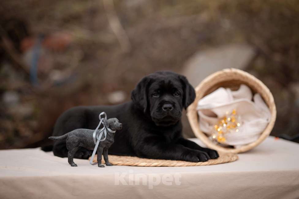 Собаки в Новороссийске: черный парень Мальчик, Бесплатно - фото 3