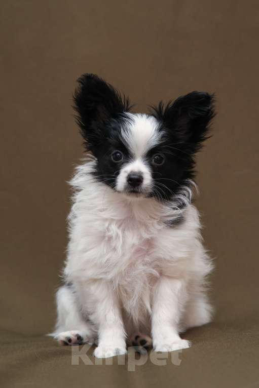 Собаки в Череповце: Продажа маленького щенка (русский той) Девочка, 50 000 руб. - фото 2