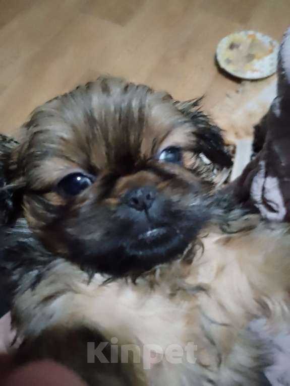 Собаки в Стародубе: Щенки пекинеса Мальчик, 7 000 руб. - фото 2