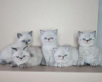 Кошки в Москве: Экзот, экзотический короткошерстный котенок, котята экзоты Разнополые, Бесплатно - фото 2