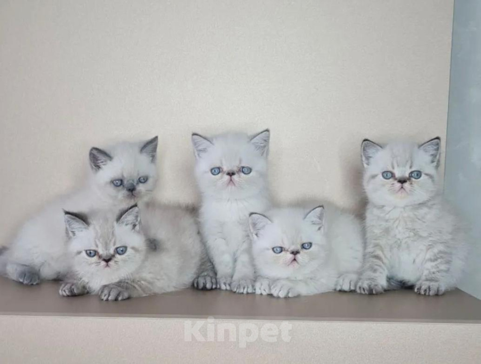 Кошки в Москве: Экзот, экзотический короткошерстный котенок, котята экзоты Разнополые, Бесплатно - фото 2