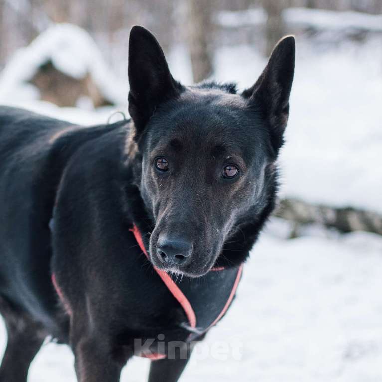 Собаки в Москве: Ривьера Девочка, Бесплатно - фото 2